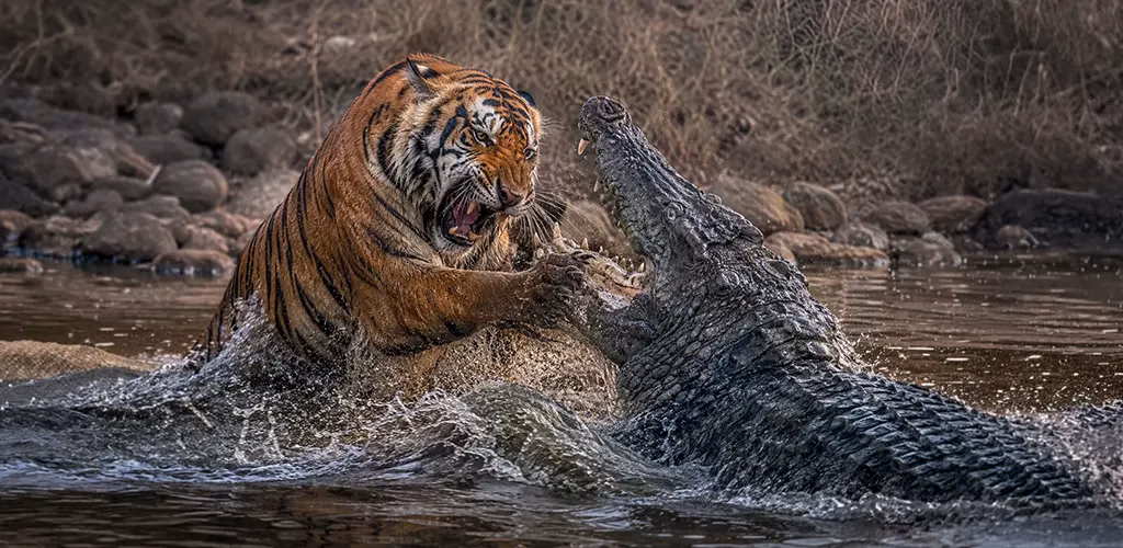 Machli's legendary showdown with a mugger crocodile