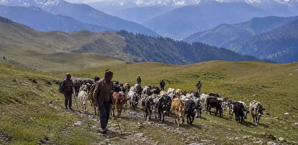 shepherds bringing cattle down from the high meadows of Dayara Bugyal