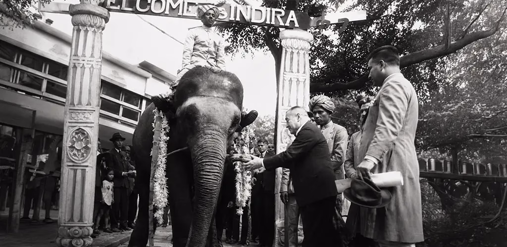 Indira, the elephant in Japan