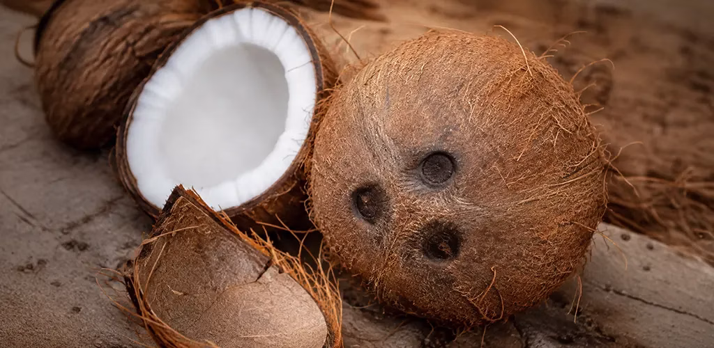 Close-up of a coconut showing its husk, shell and the three eye marks on top.