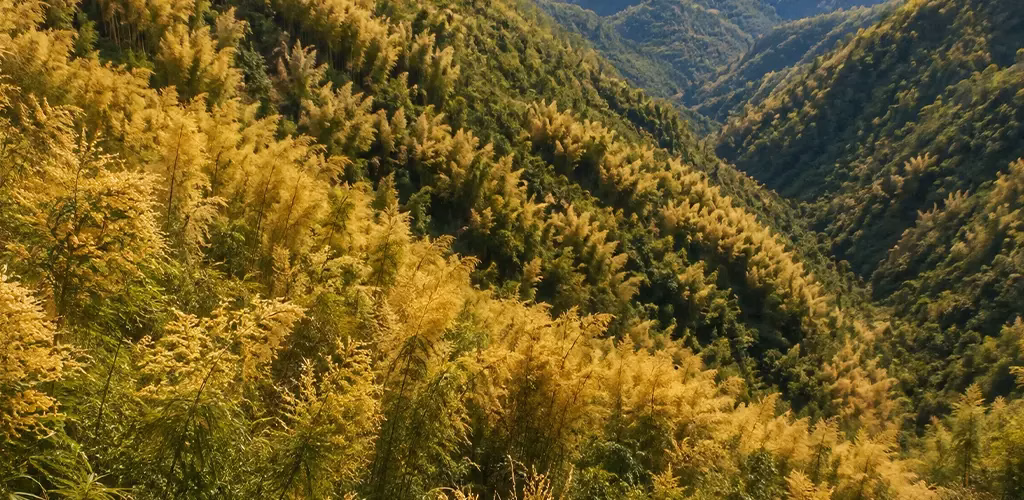 bamboo forests flowering across the hillsides of Mizoram