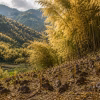 Bamboo forest in bloom, Mizoram hills