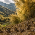 Bamboo forest in bloom, Mizoram hills
