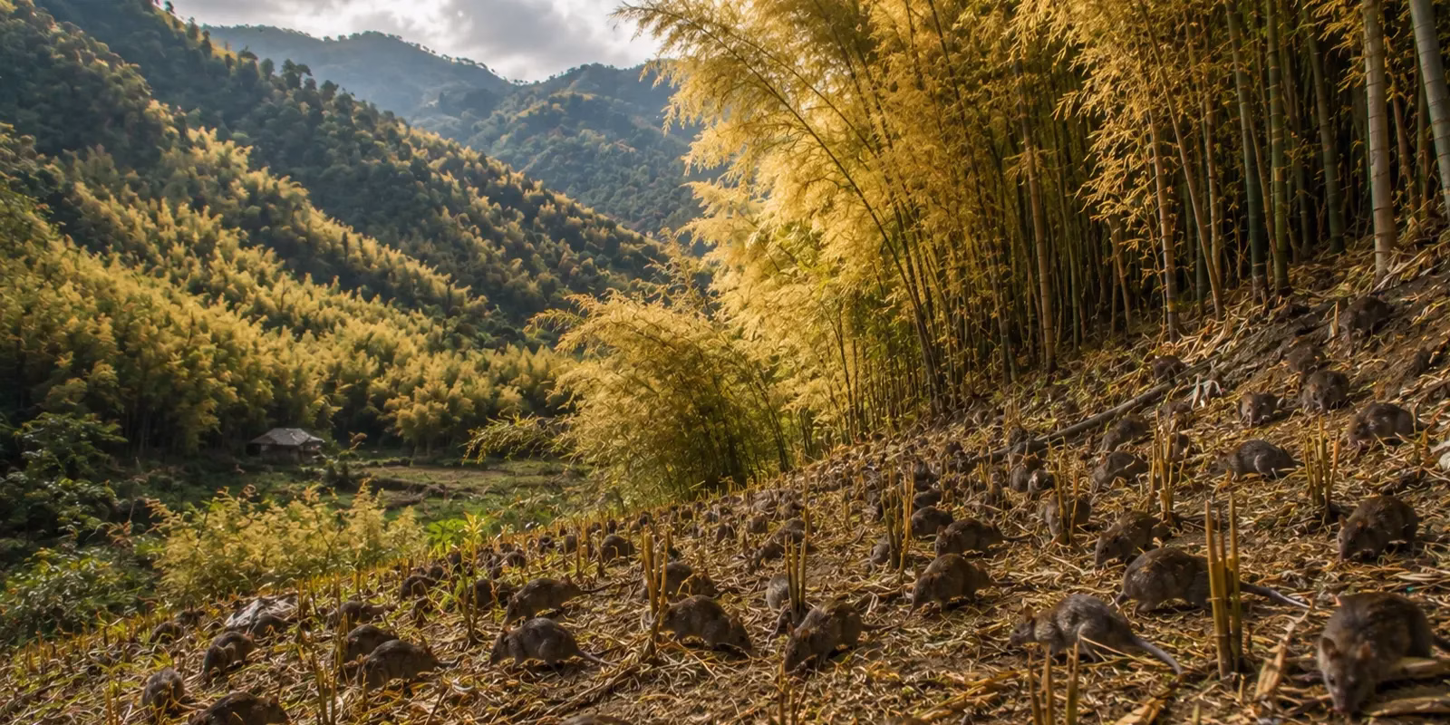 Mautam: The Bamboo Flowering That Brings Famine