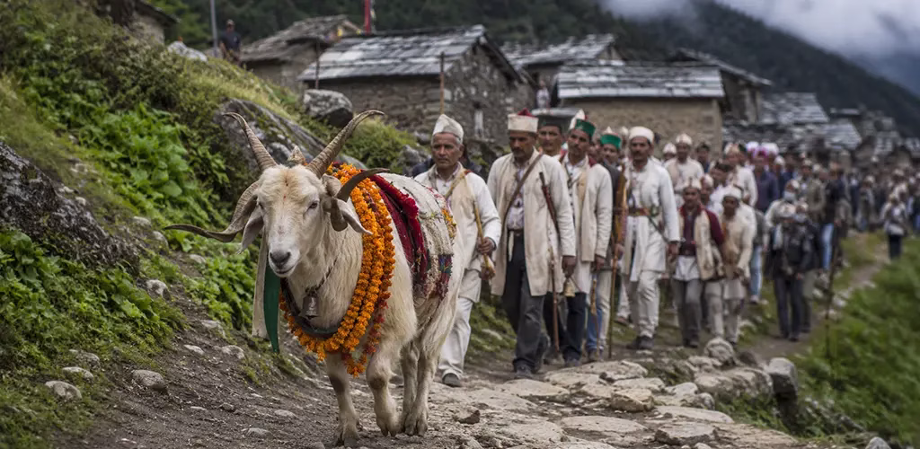 the sacred four-horned ram walking ahead of the pilgrim procession