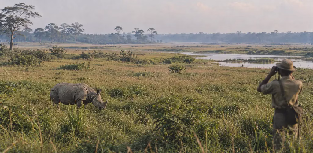 Early conservation-era Kaziranga grasslands