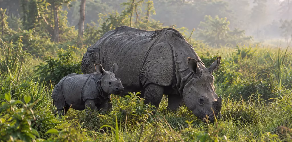 A rhino calf and mother in Manas National Park