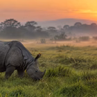 A greater one-horned rhino grazing in the grasslands of Kaziranga at dawn