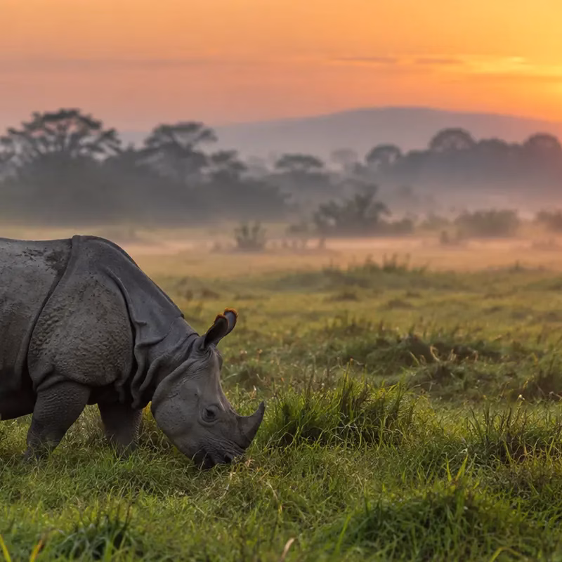 A greater one-horned rhino grazing in the grasslands of Kaziranga at dawn